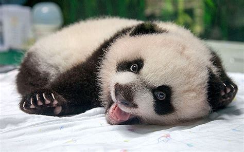 Chinas Giant Panda Triplets At 100 Days Old In Pictures Telegraph