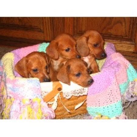 Let us help you with our experience and knowledge by answering any questions or concerns that you may have about adopting a heartland dachshund puppy. Heartland Dachshunds Of Southern Illinois, Dachshund Breeder in Mount Vernon, Illinois