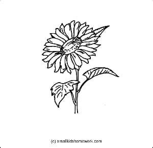 The pdf prints best on standard 8.5 x 11 paper. Sunflower - Outline and Coloring Picture with Facts