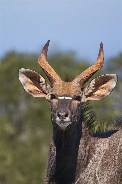 Nyala Antelope South Africa Nyala Bull Horns Head Image Finder