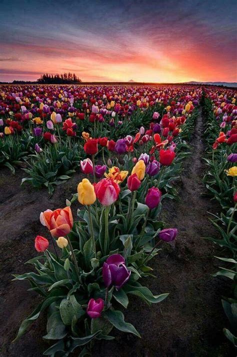 Campo De Tulipanes 🌷 Beautiful Flowers Spring Tulips Tulips