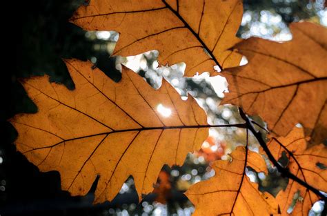 Free Images Nature Branch Sunlight Autumn Season Maple Tree