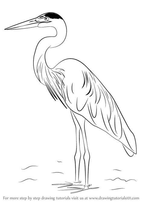 Learn How To Draw A Great Blue Heron Birds Step By Step Drawing