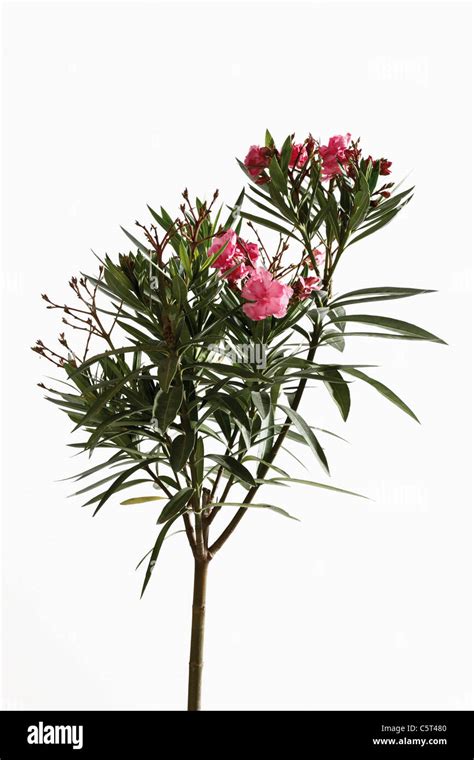 Nerium Oleander Hi Res Stock Photography And Images Alamy