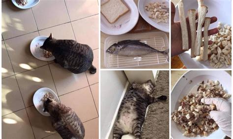 Nah, disini saya akan membagikan buat anda dirumah dengan pembahasan materi jenis makanan kucing untuk gemuk. Resepi Makanan Kucing Untuk Gemuk Cuma Guna 2 Bahan Ni ...