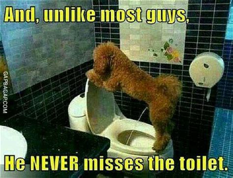 Lol Funny Meme About Dog Vstoilet