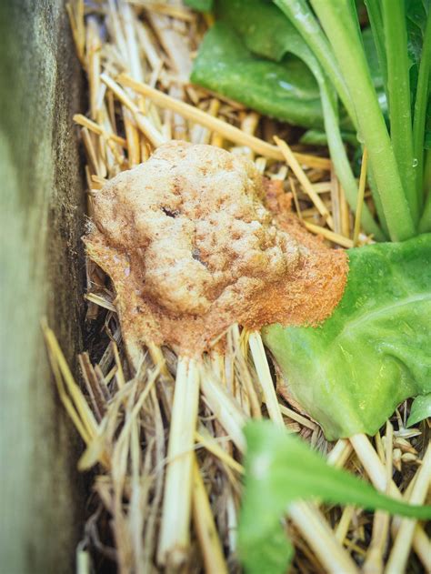 What Is That Dog Vomit Fungus The Weird Slime Mold In Your Garden In