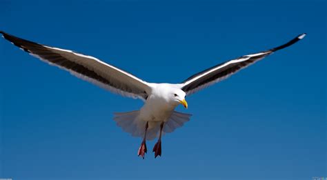 Free Photo Seagull In Flight Animal Seagull Nautical Free