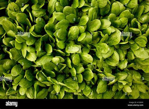 Spinach Young Plants Stock Photo Alamy