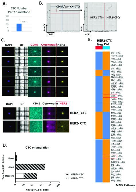 Her2 Positive And Negative Circulating Tumor Cells Ctcs Have Distinct