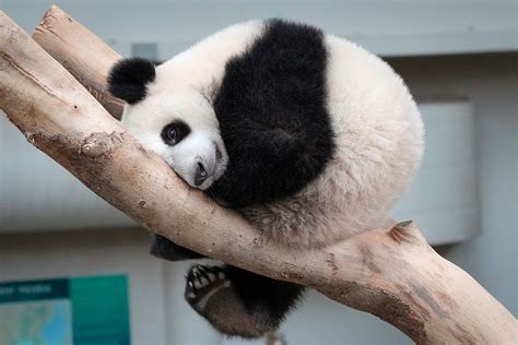 Top 191 Animal Fact Guide Giant Panda
