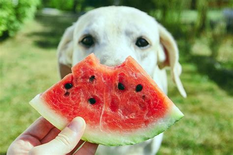 Can Dogs Eat Watermelon 2023 Guide