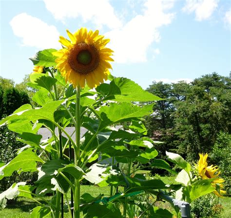 REFLECTIONS: Sunflowers Blooming July 2015