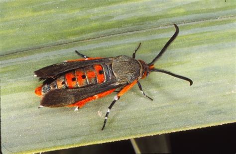 Squash Vine Borer Life Cycle