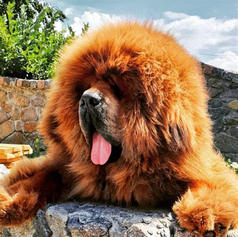 14 Interesting Facts About The Tibetan Mastiff Content4mix