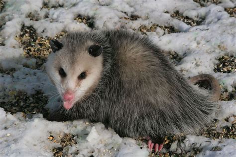 Opossum Amazing Animal Interesting Facts And Photos The Wildlife