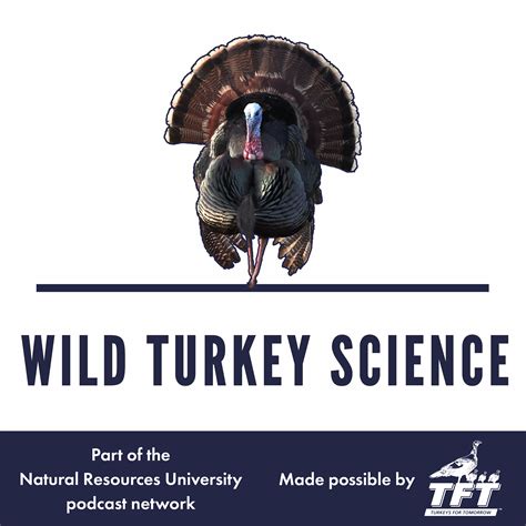 Wild Turkey Science Managing Hardwoods For Turkeys Part 12 199