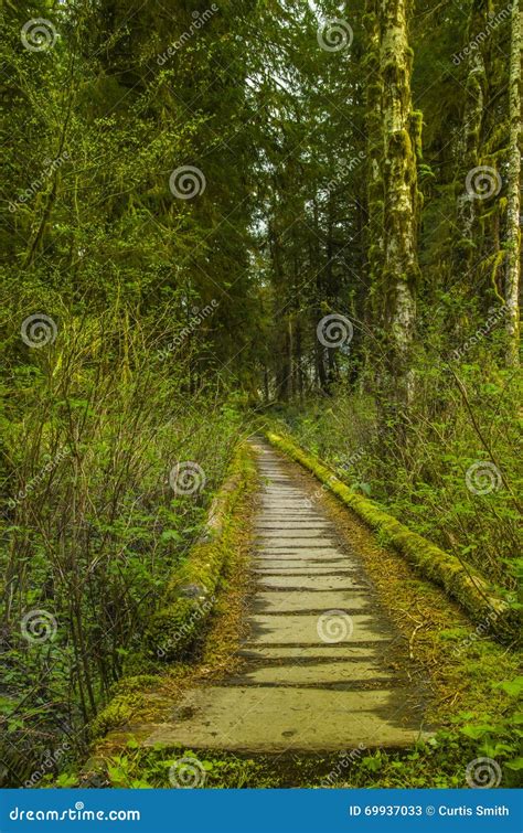 Trail Bridge In The Hoh Rain Forest Olympic National Park Washington