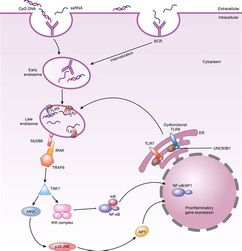 Frontiers Toll Like Receptors 7 And 9 Regulate The Proliferation And