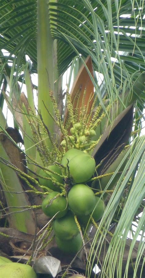 But all provide the nourishment necessary for the growth of maturity in him. COCONUT 101: TREE OF LIFE