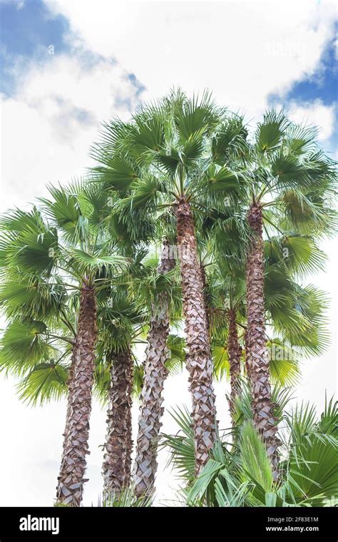 Sabal Palm Hi Res Stock Photography And Images Alamy