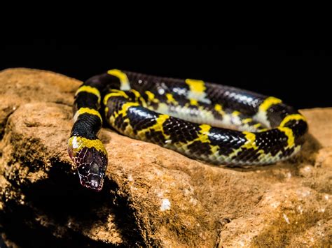 Serpent Jeune Noir Jaune · Photo Gratuite Sur Pixabay
