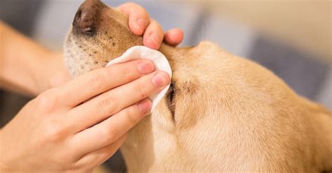 How To Clean Your Dogs Eyes