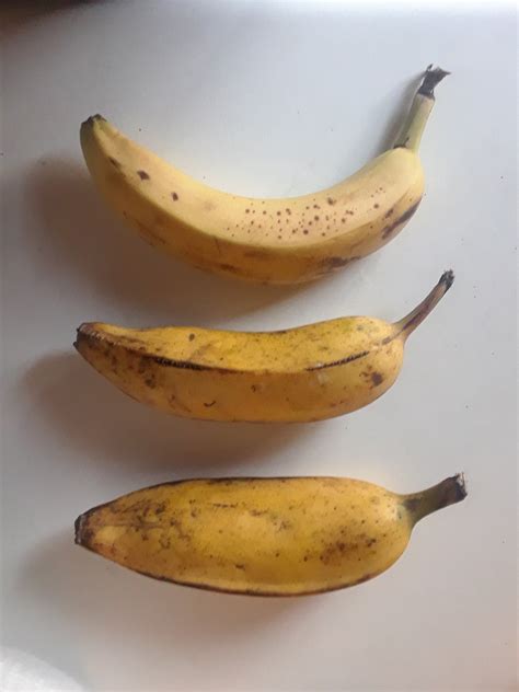 Homegrown Bananas Banana For Scale Rgardening
