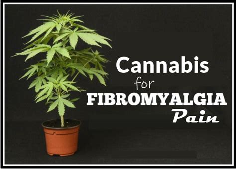 Cannabis For Fibromyalgia Patients To Relieve Pain Fibromyalgia Women