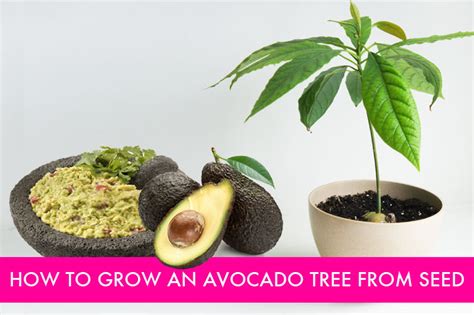 My daughter and i grew an avocado tree from a seed and when it was pretty big, we had it outside in a big pot. Diy: How To Grow Your Own Avocado Tree - 1001 Gardens