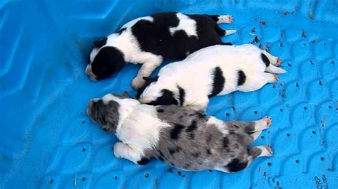 Sisters Sheltie Australian Shepherd Mix Puppies 5 10 11