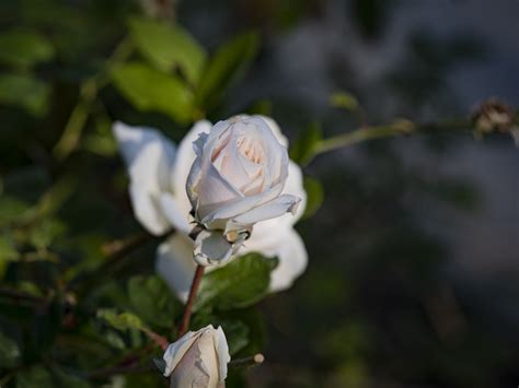 White Rose Bud Closeup Free Stock Photo Public Domain Pictures