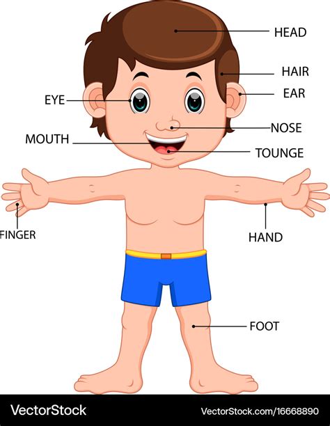 Boy Body Parts Diagram Poster Royalty Free Vector Image