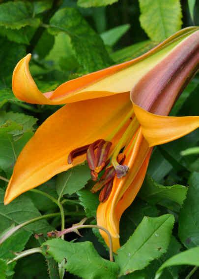 Cannas are not true lilies, but have been assigned by the apg ii system of 2003 to the order zingiberales in the monocot clade commelinids, together with their closest relatives, the gingers. Stars SoCal Succulents and Cactus: Lilies - Part I ...