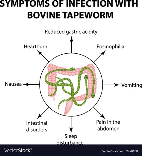 Pictures Of Tapeworms In Humans