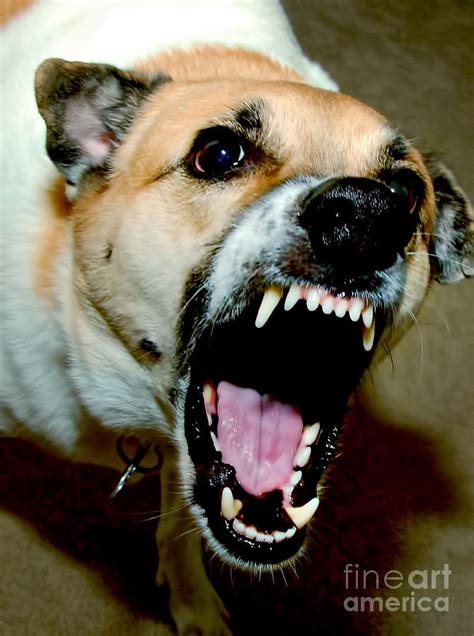 Angry Dog Photograph By W Scott Mcgill Pixels