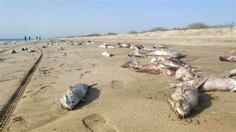 مرگ هزاران گربه‌ماهی در سواحل جنوبی ایران Bbc News فارسی