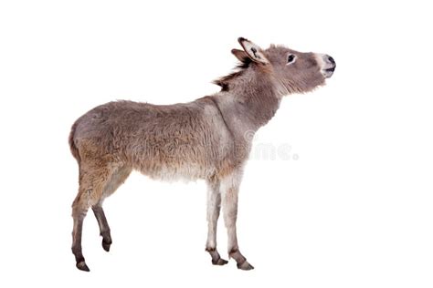 Donkey On White Stock Photo Image Of Graze Mammal Farming 39643238