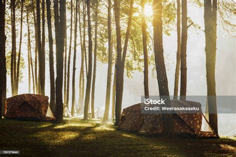 Camping And Tent Under The Pine Forest In Sunset At Pang Ung Stock