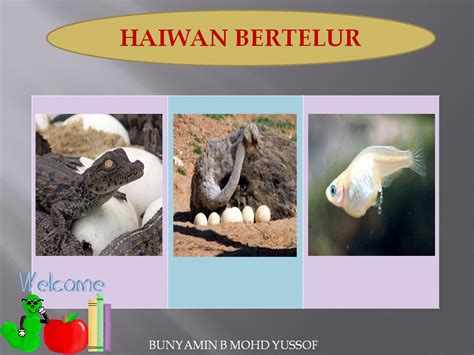 Hewan ovovivipar bisa berkembang biak dengan dua cara, yaitu bertelur dan melahirkan. Dunia Sains dan Teknologi (Belajar dengan Ceria): DST ...