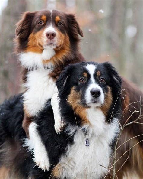 17 Reasons Australian Shepherds Are The Worst Possible Breed Of Dog You