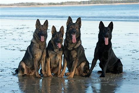 We did not find results for: German shepherd taken in Saco later found dead in Gray ...