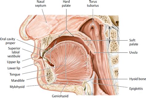 In the absence of bone. Oral Cavity and Pharynx | Plastic Surgery Key