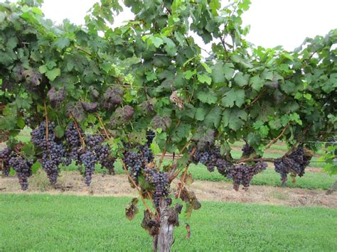 Grapevines And Branches