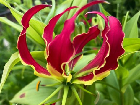 Weekly “what Is It” Gloriosa Lily Ufifas Extension Escambia County