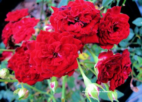 Red Cascade Own Root Garden Ground Cover Rose Live Plant Mini Double