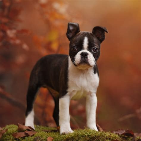 This will give you a chance to see what sort of temperament she has, the behavior she is modeling for her puppies, and the manners she is. Boston Terrier Puppies For Sale | Available in Phoenix ...