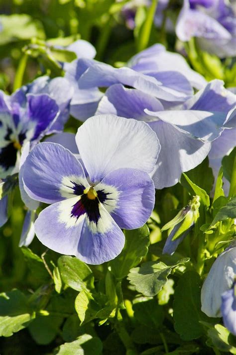13911 Pansies Stock Photos Free And Royalty Free Stock Photos From