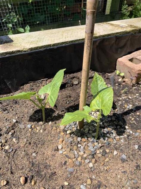 Direct Sowing Of Runner Beans Gardenadvice Fruit And Vegetable Garden