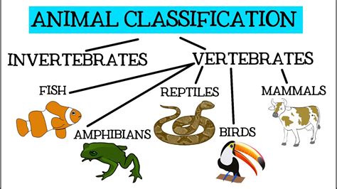 Animal Classification For Children Classifying Vertebrates And